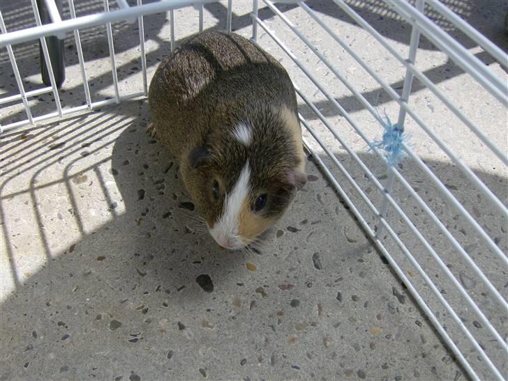 Mine marsvin - Lacugo's Belis billede 13