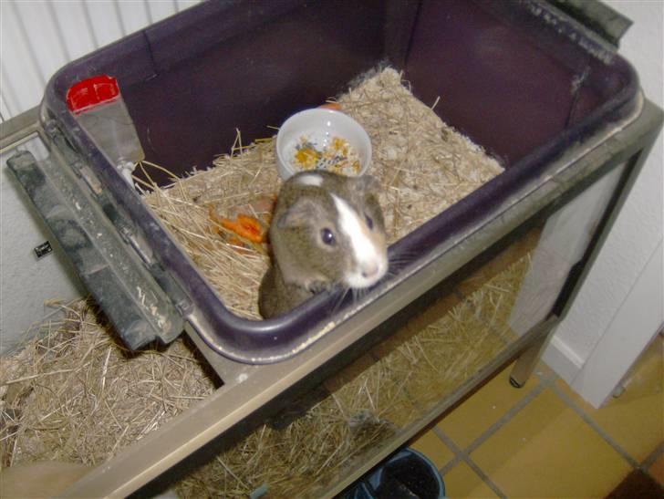 Mine marsvin - Lacugo's Belis billede 14