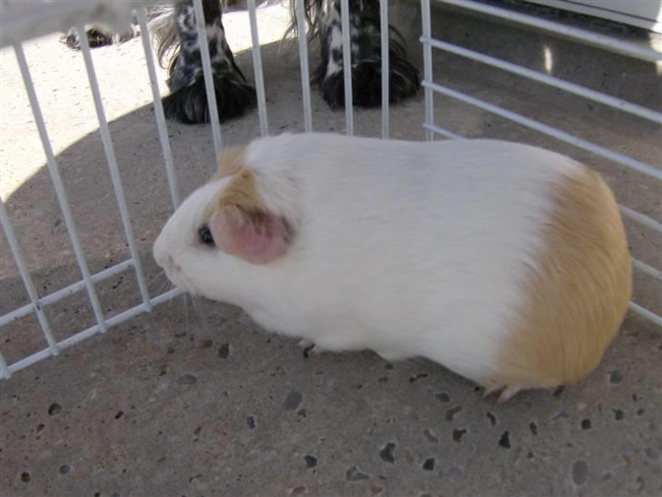 Mine marsvin - Lacugo's Sisca. Blev aflivet i marts 2010, 4 år gammel efter angreb af pelsmider. billede 15