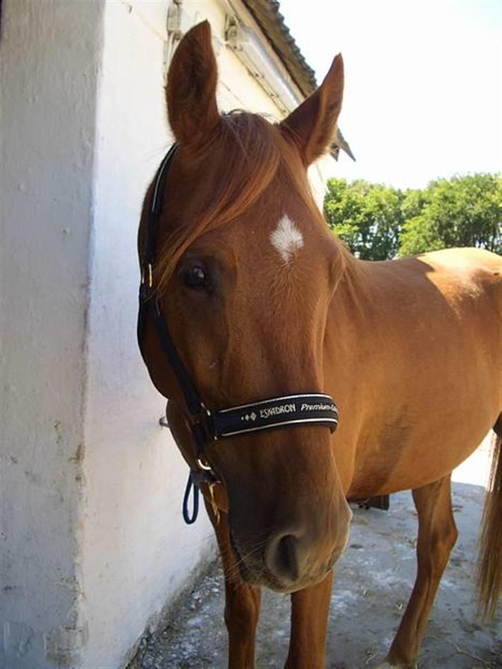 Heste jeg har redet - Maccoy.
Blanding.
Min gamle højt elskede hest. Håber på at besøge ham her til sommer :) Savner den dreng ufattelig meget! Han hjalp mig virkelig i en tid hvor jeg troede alt var gået i stykker.. billede 3