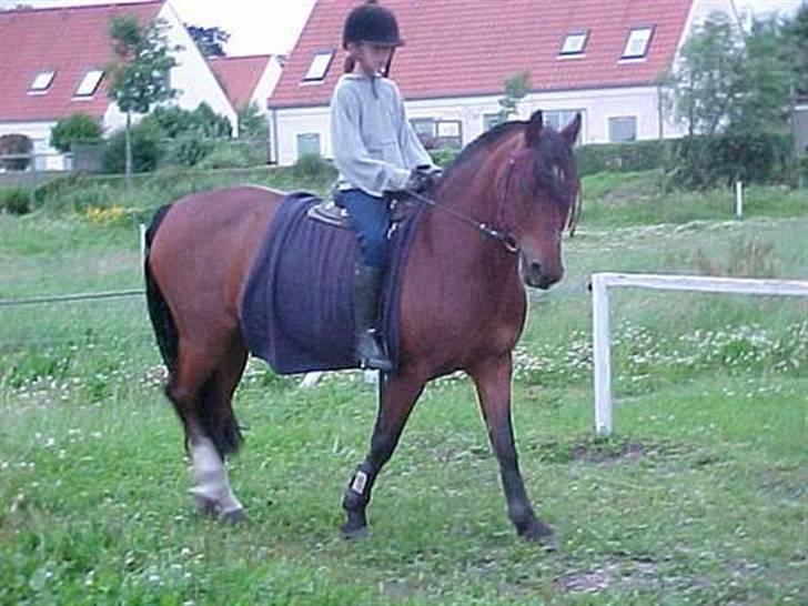 Heste jeg har redet - Dusser's Jolly.
New Forest/Connemara.
Min første halvpart. Jeg var 10 år dengang. billede 1