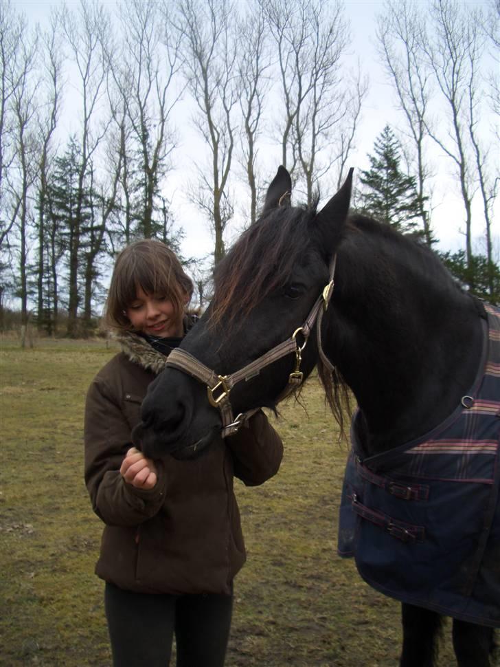 Heste jeg har redet - Hannah - Frieser:
Dejlig hoppe. Måtte desværre sige farvel til hende, da hende jeg red for kun havde lånt hende, og den rigtige ejer ville gerne have hende tilbage. billede 5