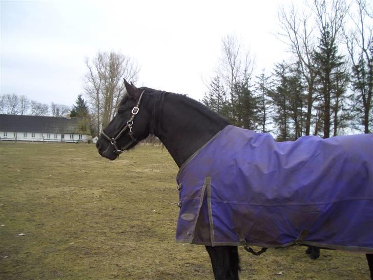 Heste jeg har redet - Femke - Frieser: 
Det var rigtigt planen jeg skulle have redet hende, men Femke var lidt for stærk for mig, da jeg ikke var særlig vant til at ride store heste. billede 7