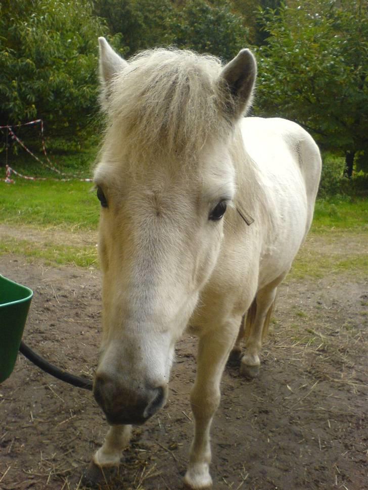 Heste jeg har redet - Baldúr - Islænder: 
En hest der betød utrolig meget <3 billede 9