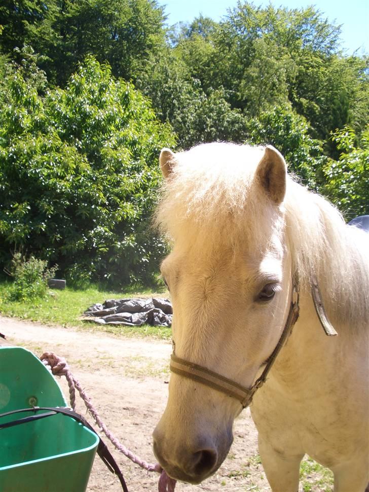 Heste jeg har redet - Baldúr igen. Han hjalp mig virkelig over Maccoy. billede 10