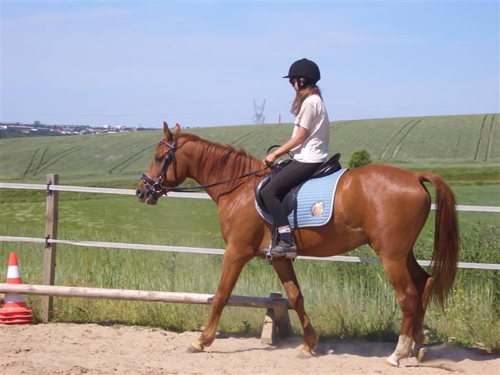 Heste jeg har redet - Maccoy igen.
Under tilridningen - vores første tur :) Men også en af de sidste ture :( billede 4