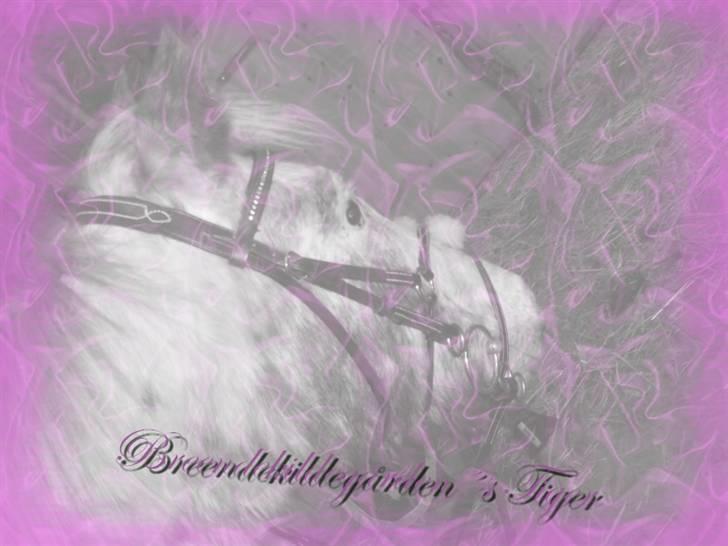 Nye og pænere billeder :) billede 2