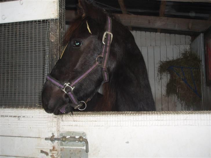 Felix, tyttebøvs og shamik billede 1