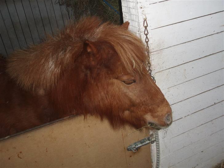 Felix, tyttebøvs og shamik billede 2