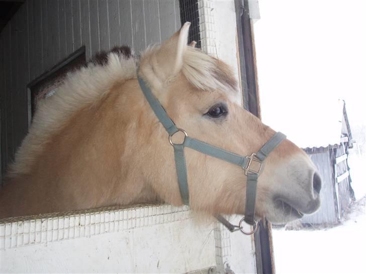 Felix, tyttebøvs og shamik billede 3