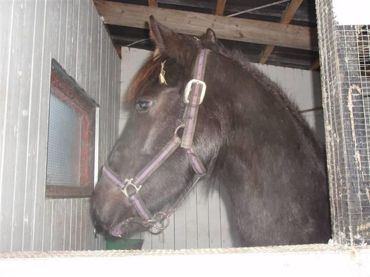 Felix, tyttebøvs og shamik billede 4