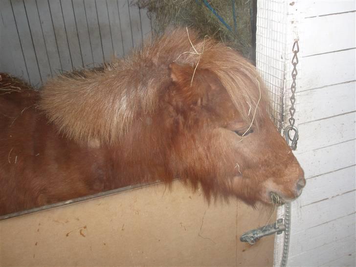 Felix, tyttebøvs og shamik billede 5