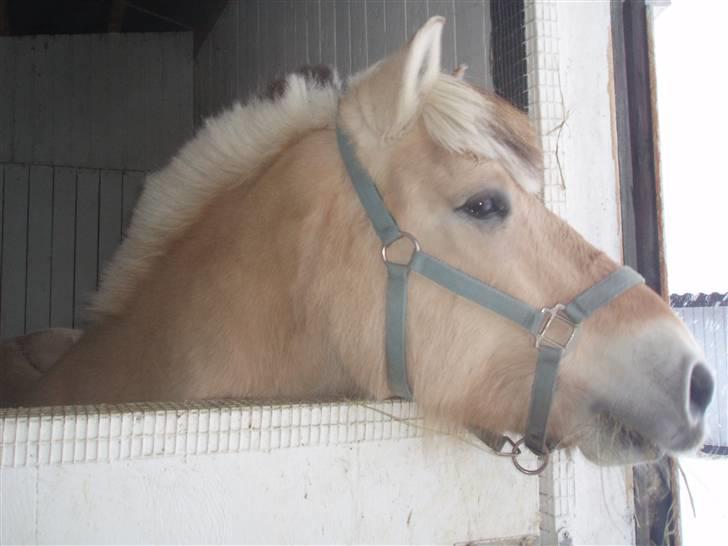 Felix, tyttebøvs og shamik billede 6