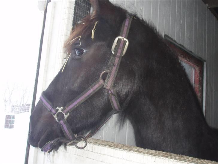 Felix, tyttebøvs og shamik billede 7