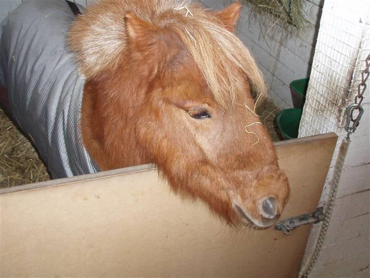 Felix, tyttebøvs og shamik billede 8