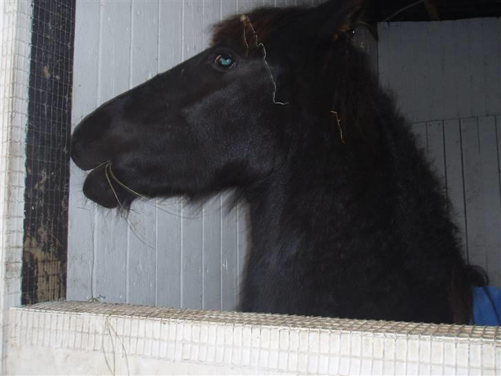 Felix, tyttebøvs og shamik billede 9