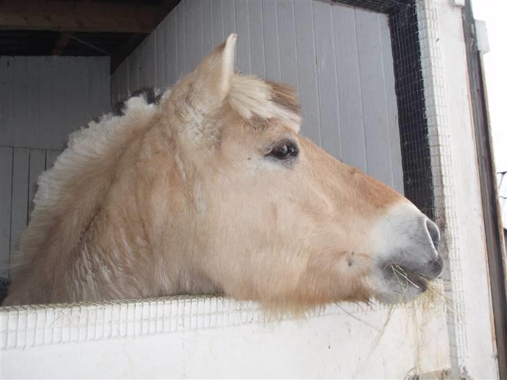 Felix, tyttebøvs og shamik billede 10