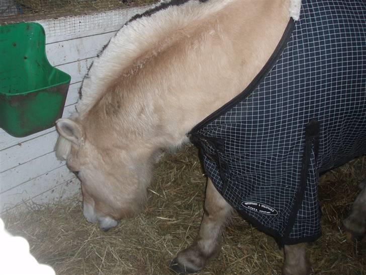 Felix, tyttebøvs og shamik billede 11