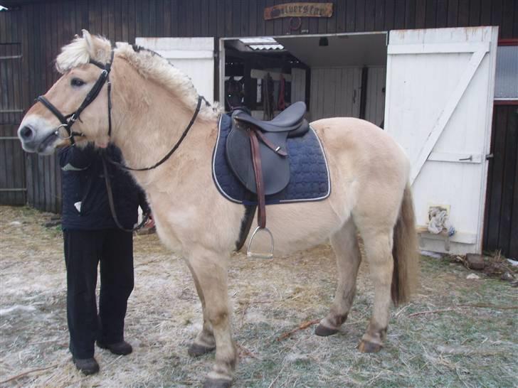 Felix, tyttebøvs og shamik - Skal ud at ride billede 12