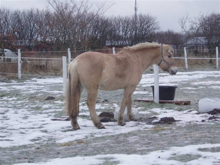 Felix, tyttebøvs og shamik billede 13