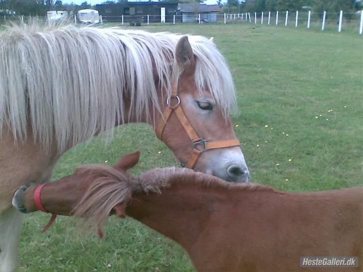 Felix, tyttebøvs og shamik - Det er dejlig at blive kløt billede 14