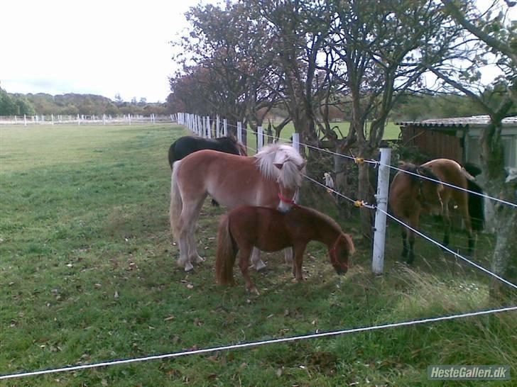 Felix, tyttebøvs og shamik billede 15