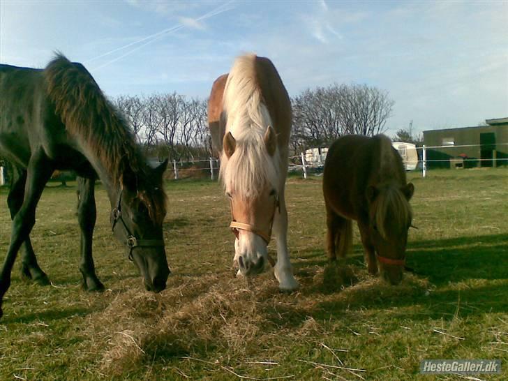 Felix, tyttebøvs og shamik - Så er der kommet mad billede 18