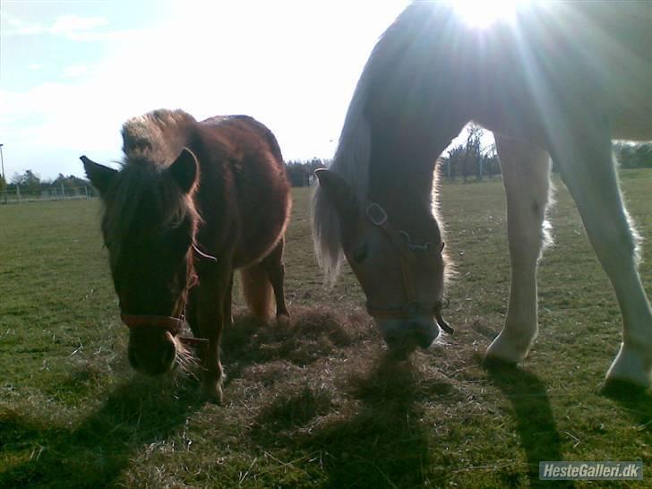 Felix, tyttebøvs og shamik - Hvad laver du billede 19
