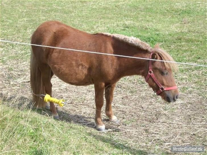 Felix, tyttebøvs og shamik - Det har været en hård dag billede 21
