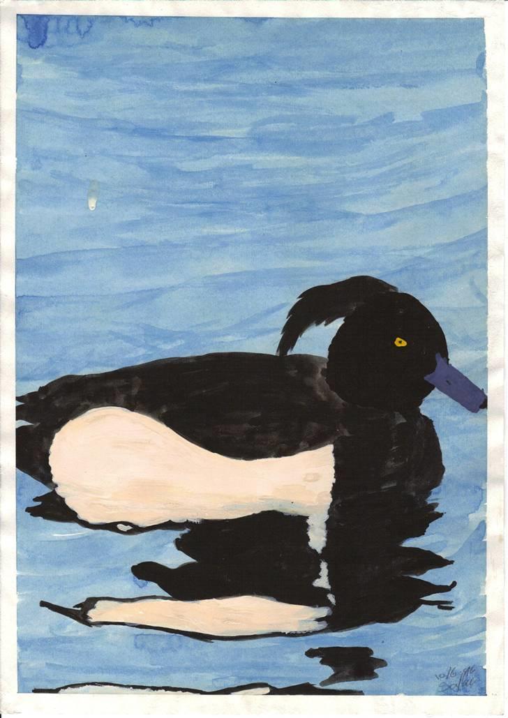 Mine tegninger. - Troldeand, tegnet efter billede. billede 11