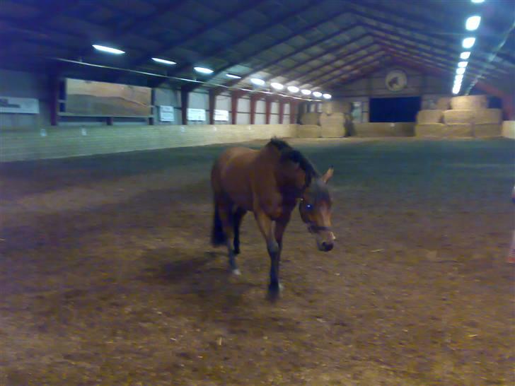 Mig og Lanciano - Så er han flyttet ind på rideskolen og skal lige snuse til alle de nye dufte billede 3