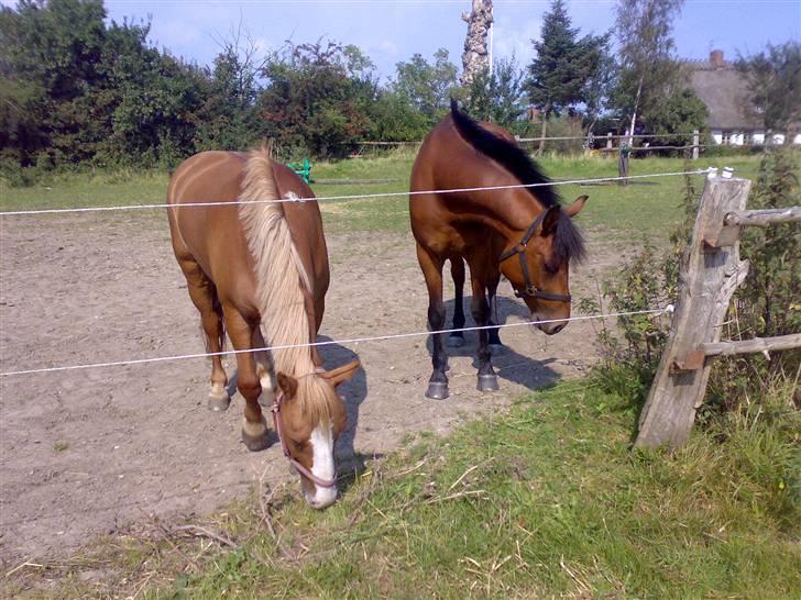 Mig og Lanciano - Dejlig sommerdag ,første dag sammen med han nye lille, storebror billede 4