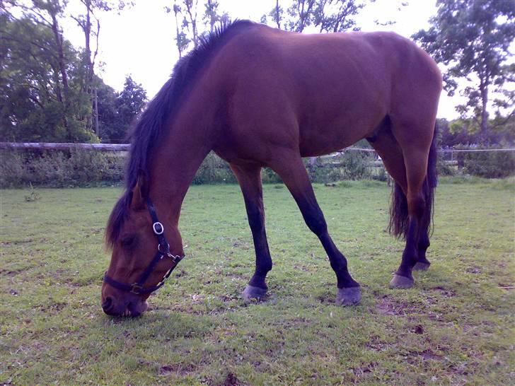 Mig og Lanciano - Dejligt med sønderjysk græs billede 6