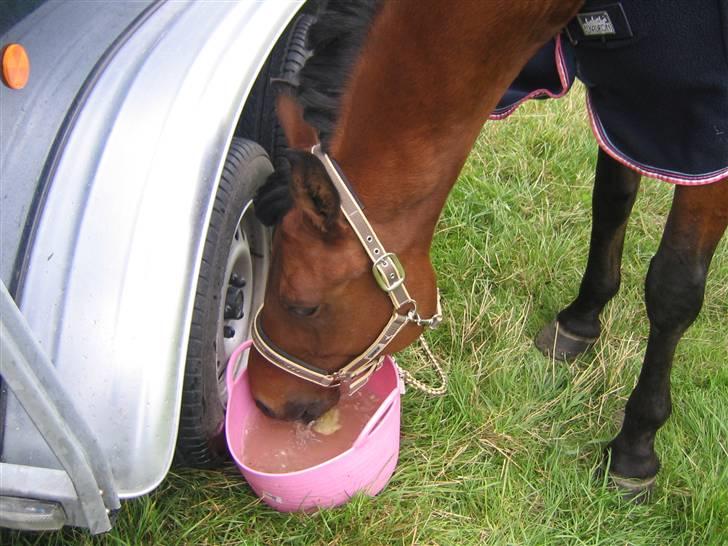 Mig og Lanciano - Så skal han lære at drikke af balje når vi er til stævne,fyld baljen med vand,æbler og gulerøder. billede 13