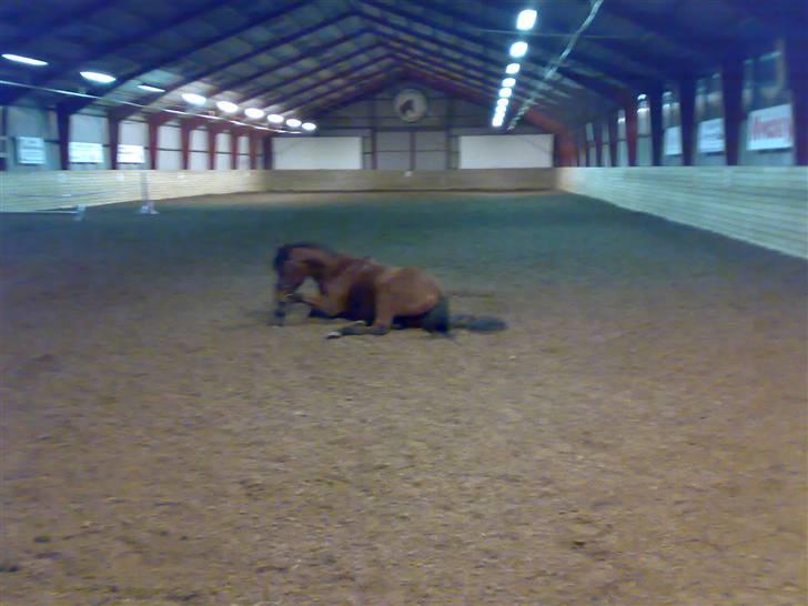 Mig og Lanciano - Nyklippet og man ruller sig billede 16