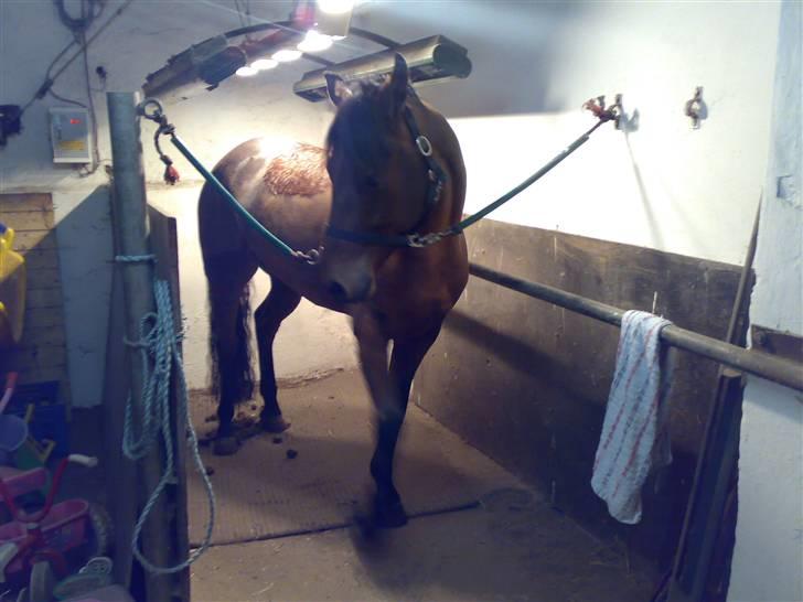 Mig og Lanciano - Dejligt at blive fønet og solet billede 22