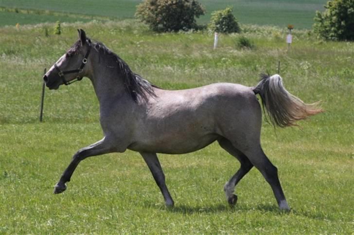  de smukke lipizzaner - Bella billede 1