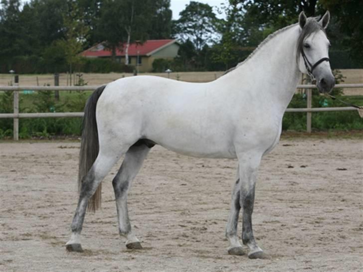  de smukke lipizzaner - Casino billede 2