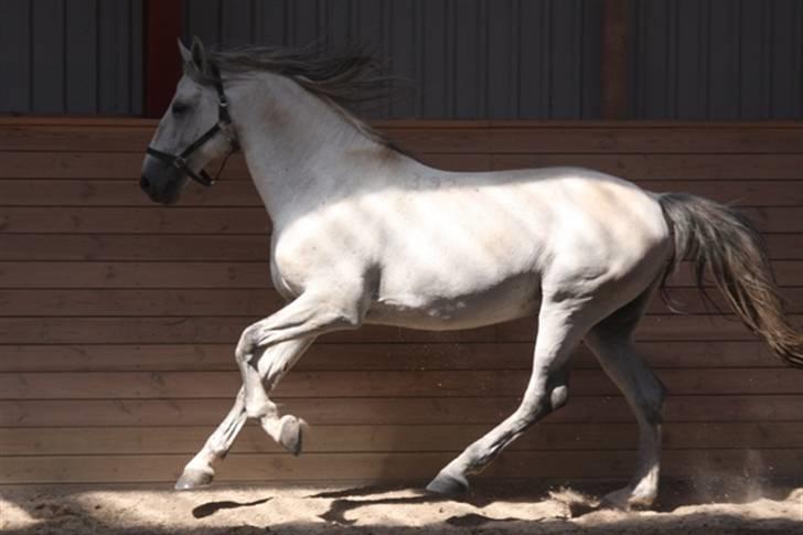  de smukke lipizzaner - Casino billede 3