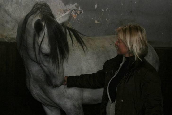  de smukke lipizzaner - Casino billede 4