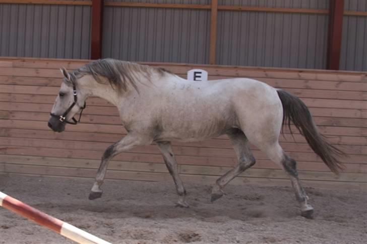 de smukke lipizzaner - Casino billede 5