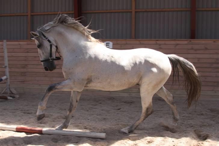  de smukke lipizzaner - Casino billede 6