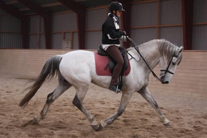  de smukke lipizzaner - Casino billede 7