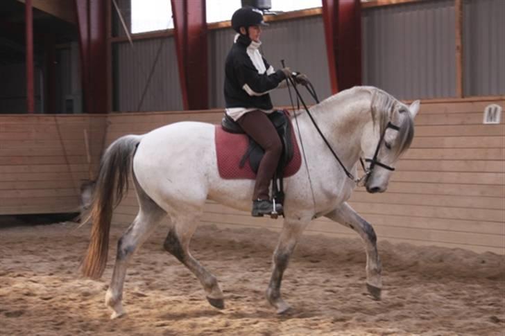  de smukke lipizzaner - Casino billede 8