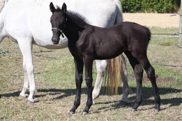  de smukke lipizzaner - Fantasia billede 9