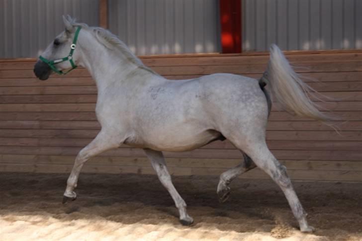  de smukke lipizzaner - Felix billede 10