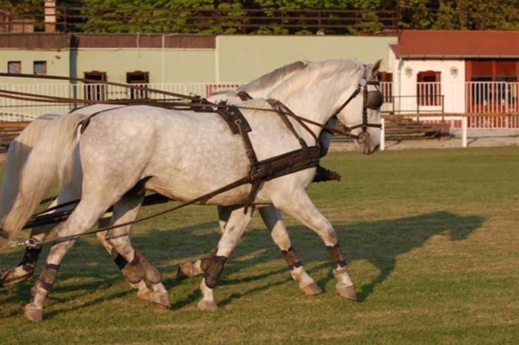  de smukke lipizzaner - Felix billede 11