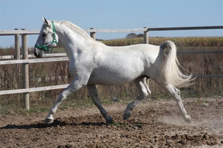  de smukke lipizzaner - Felix billede 12