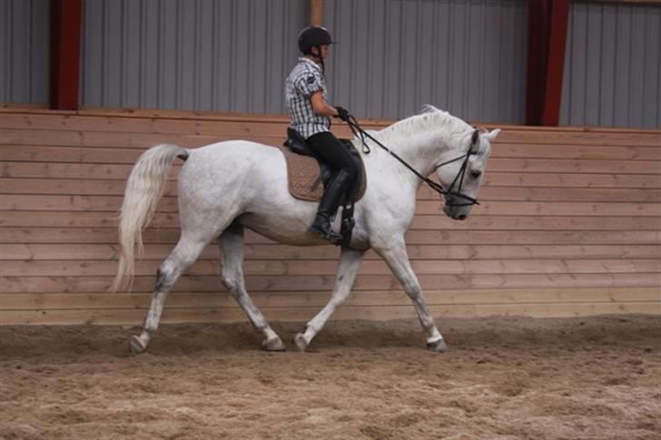  de smukke lipizzaner - Felix  og Karen da han lige var komme hjem fra ungan billede 13