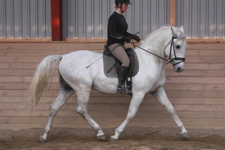  de smukke lipizzaner - Felix og mig 3 månder efter han er kommet hjem billede 14